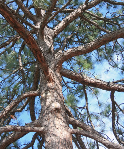 Tree Long leaf pine Hansen_adj