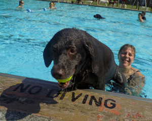 Lily, the chocolate lab, gets out of the pool with the help of her person Teresa Smithson.