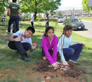 Aziel Axel, Maria Atancio, and  Jacqueline Espinoza finish planting their tree at Springhill Lake Elementary School.  Photo by Erin Josephitis