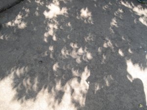 Eclipse through Trees, Photo by Robin Buck