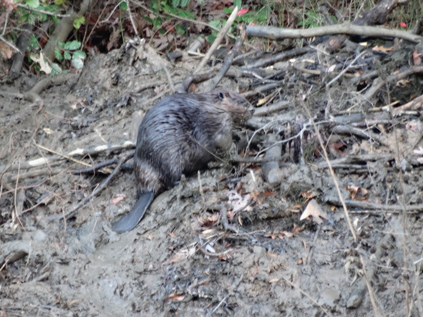 Forebay Dredging – Beavers Readjust to Riparian Renewal