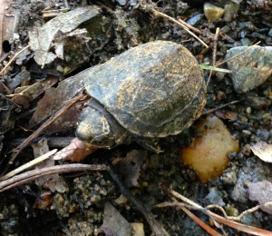 Turtle contemplates going on a trip, by Amy Hansen