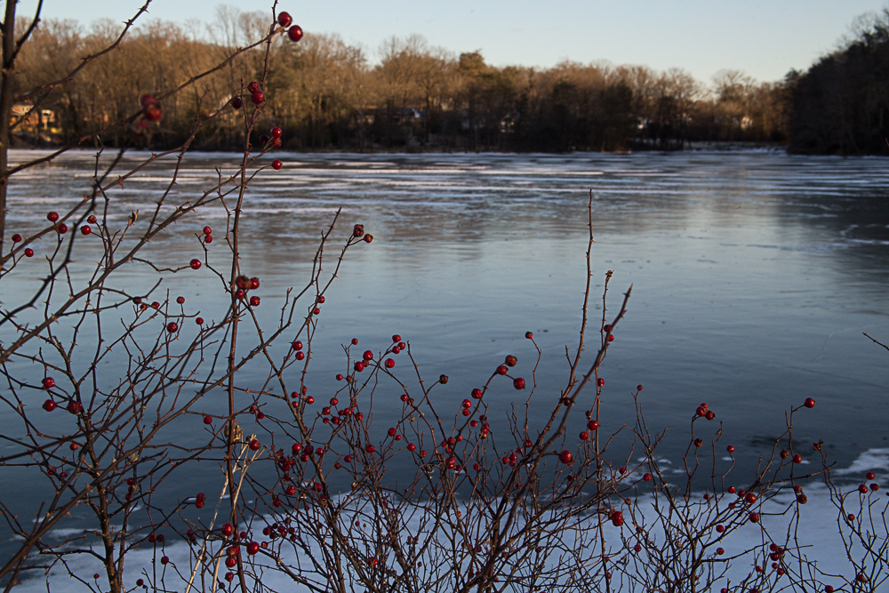 Red berries on brown twigs are in front of snow on the ground and blue ice covering a lake. Brown trees are behind the lake.