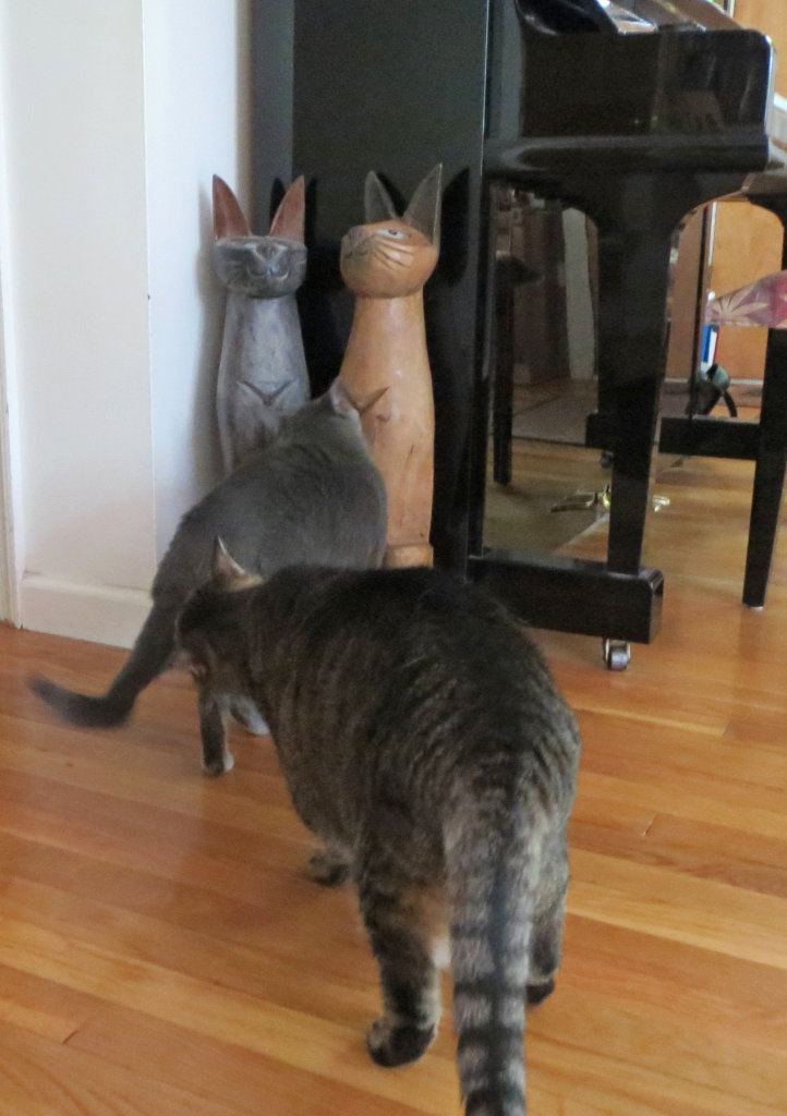 Cats