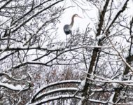 A heron surveys the snowy landscape.  Photo by Judy McCord