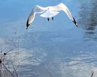 A seagull flies over Greenbelt lake.