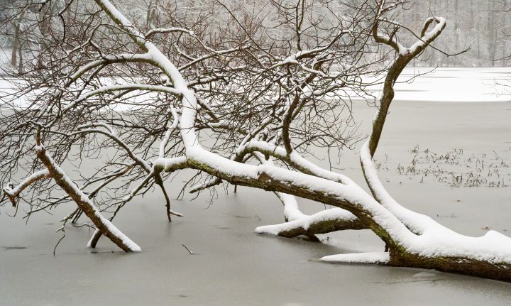 A fallen tree in Greenbelt Lake stands starkly after the January 31 snowfall.  Photo by Jeff Jones
