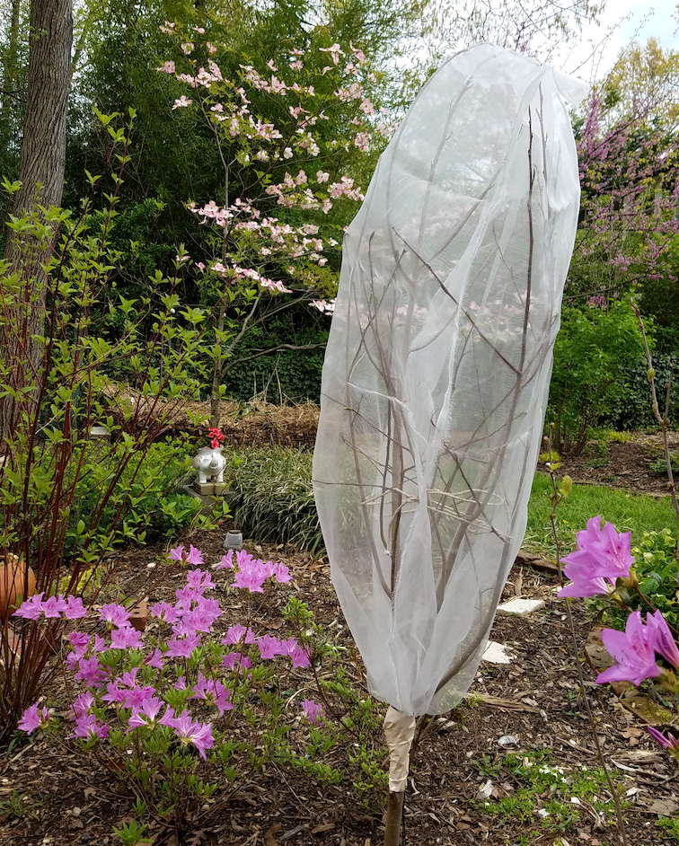 cicada net