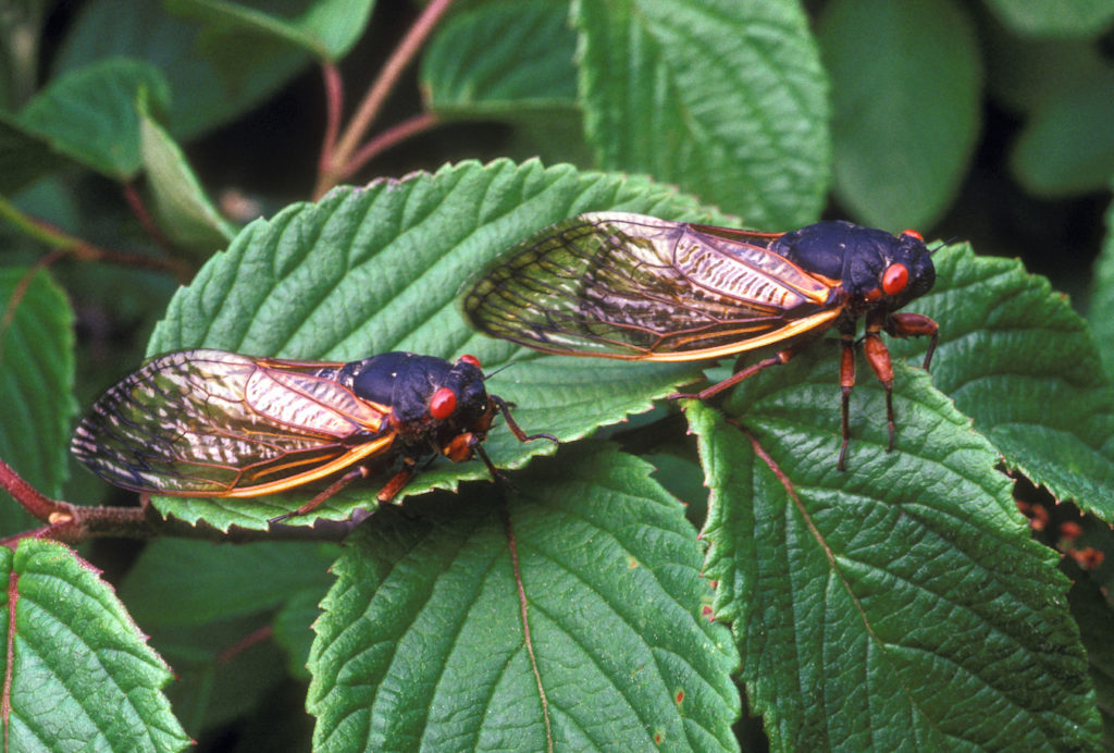 cicadas