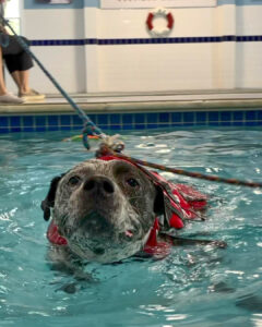 Apollo swims