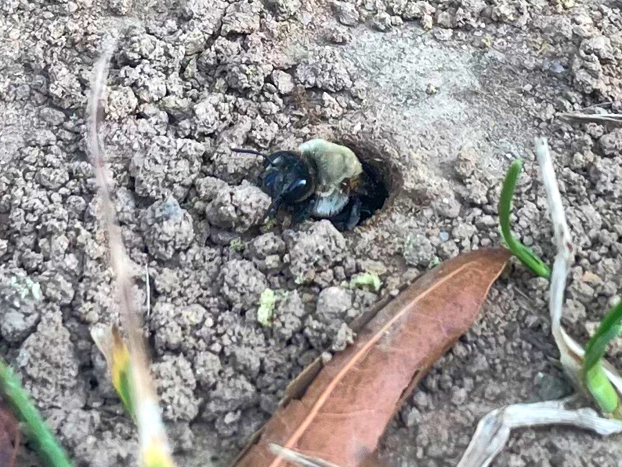 A bee emerges from a hole in the grayish-brown dirt. The bee has a black head, a yellow furry ruff around its thorax/chest, then a black abdomen.