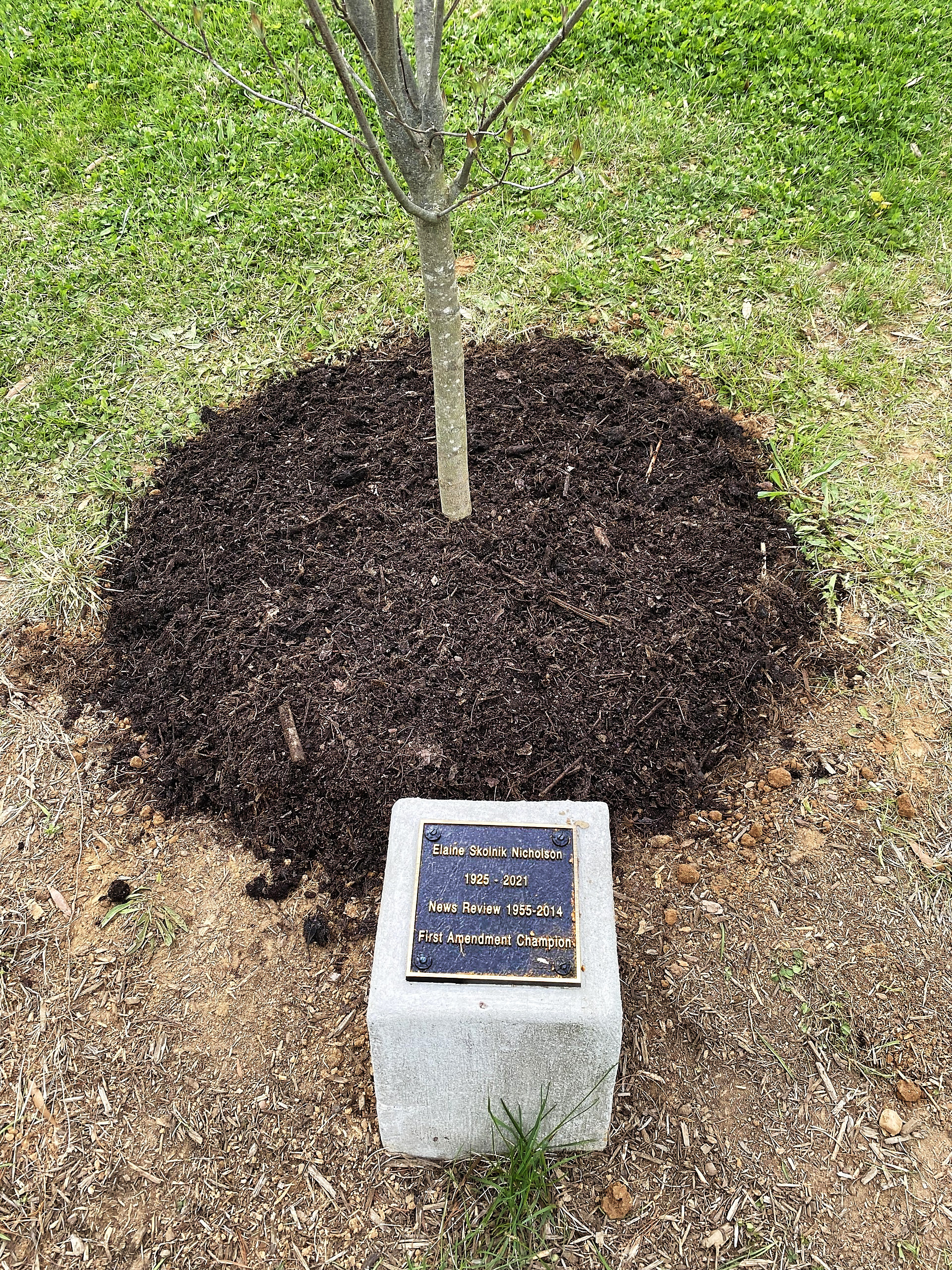 Tree and the plaque